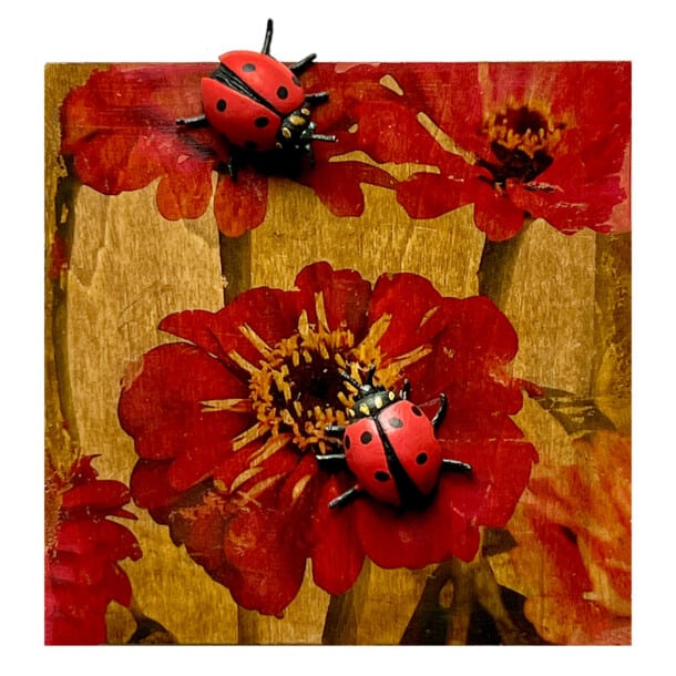 Zinnia – Ladybugs